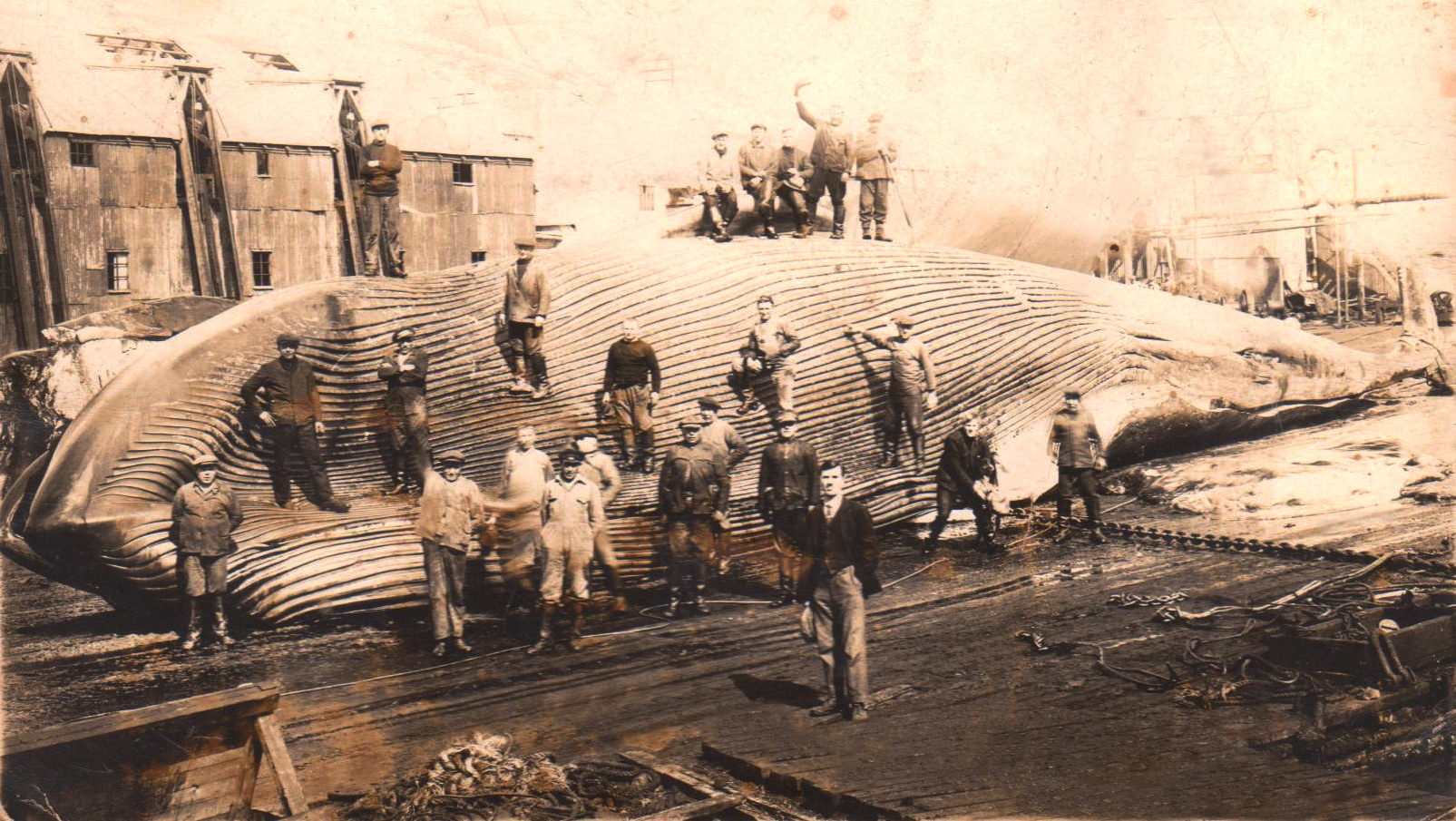 1929_m_Georgijos_v.Jonas_Bendikas-Banginio_medžioklė11.jpg